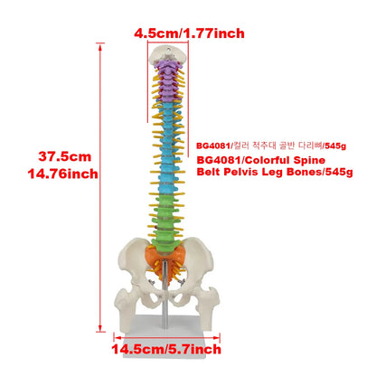 45cm Color with Pelvic Human Anatomical Anatomy Spine Spinal Column Model - BeautiMass