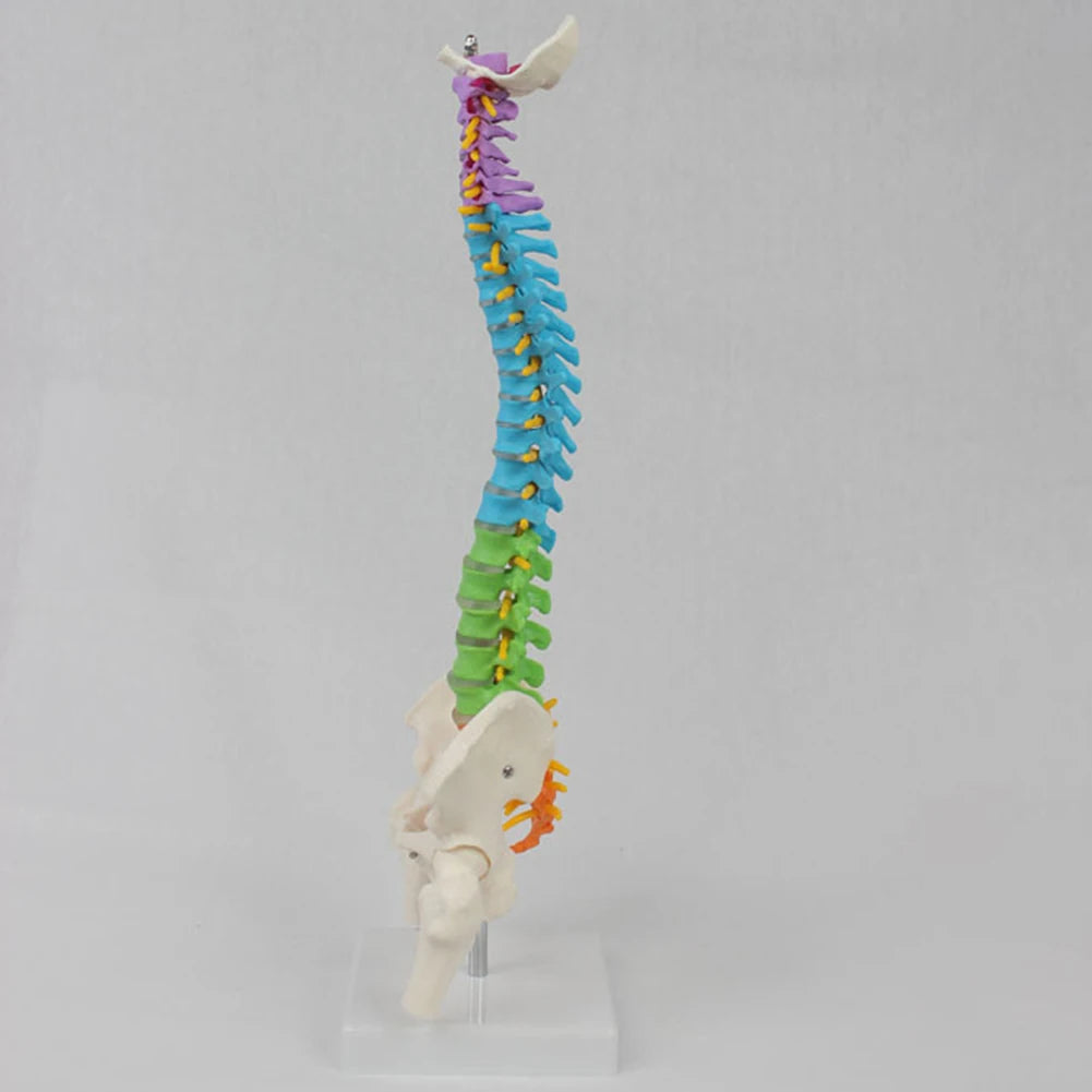 45cm Color with Pelvic Human Anatomical Anatomy Spine Spinal Column Model - BeautiMass