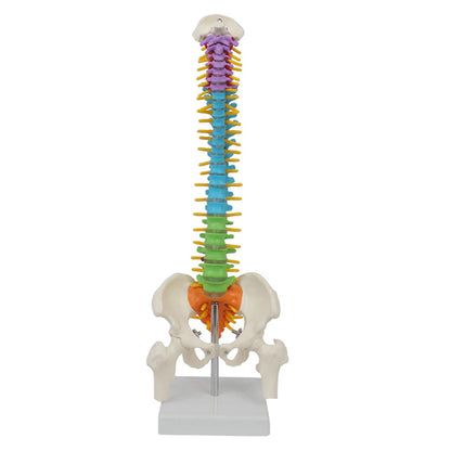 45cm Color with Pelvic Human Anatomical Anatomy Spine Spinal Column Model - BeautiMass