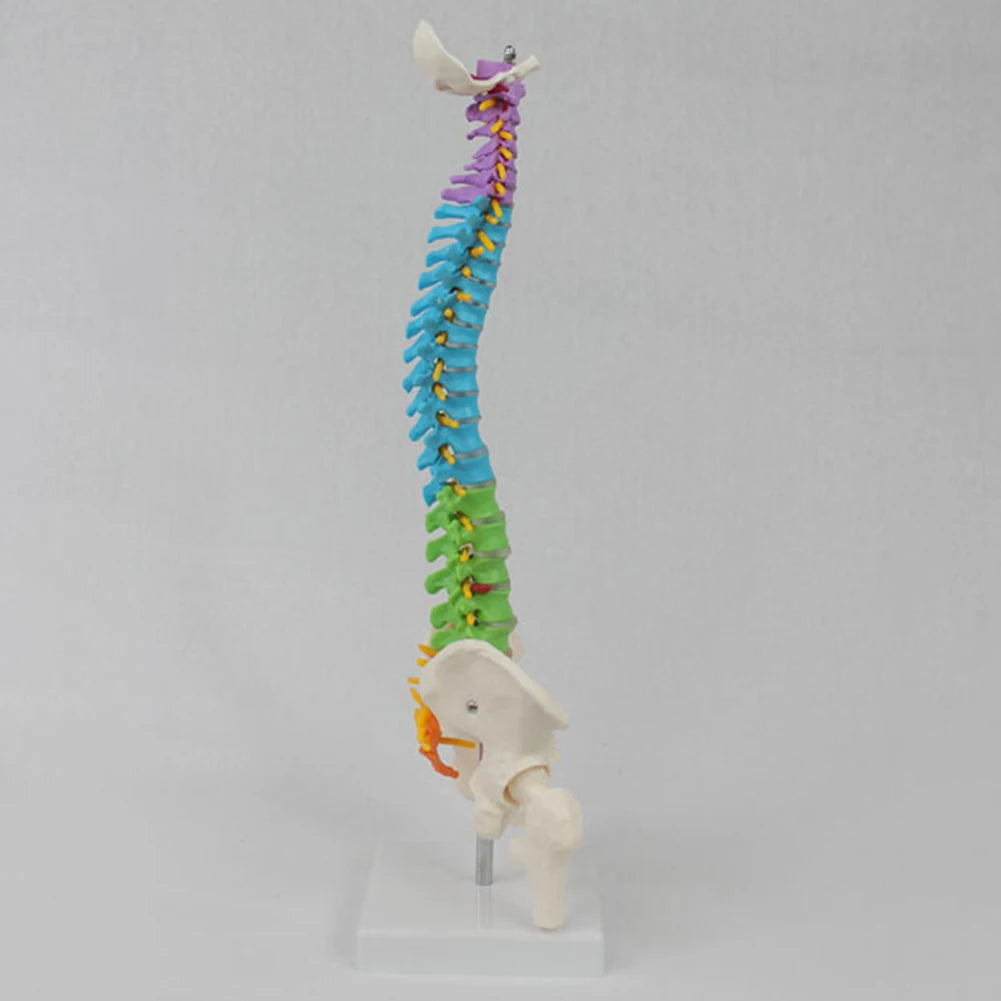 45cm Color with Pelvic Human Anatomical Anatomy Spine Spinal Column Model - BeautiMass