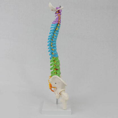 45cm Color with Pelvic Human Anatomical Anatomy Spine Spinal Column Model - BeautiMass