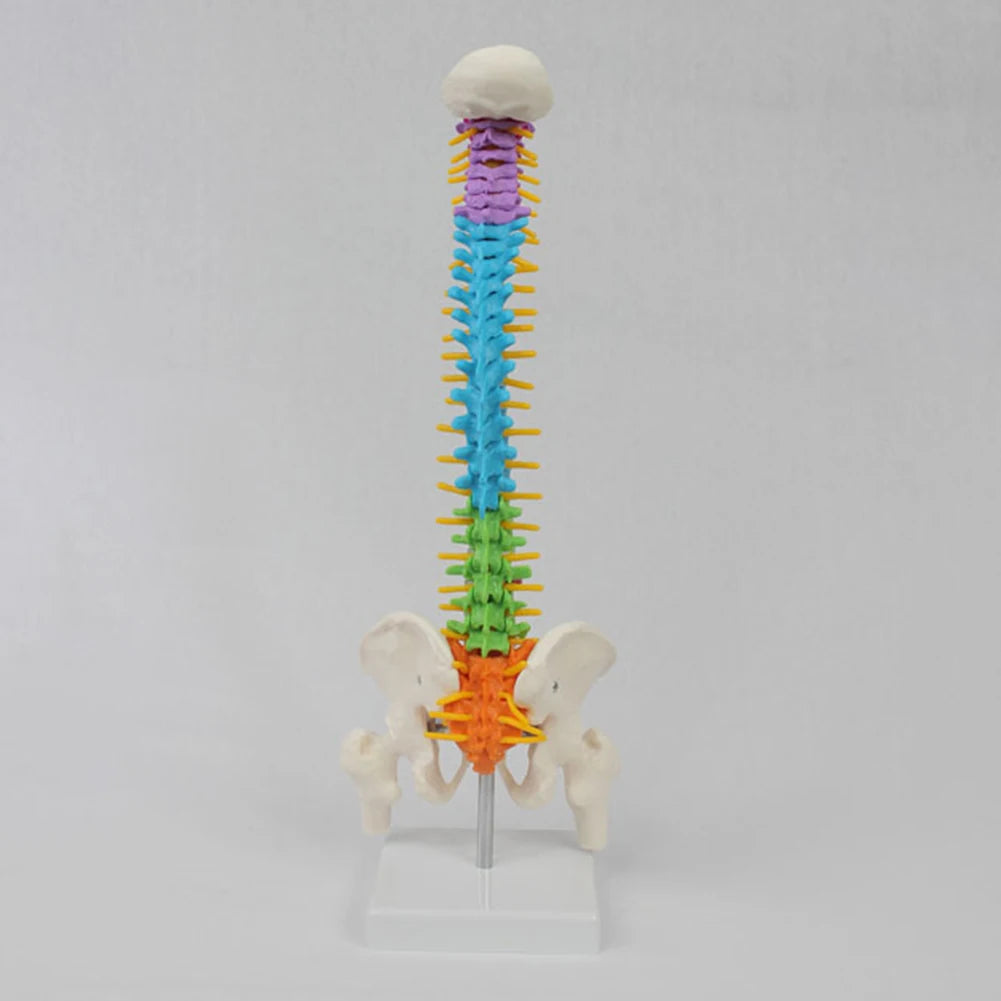 45cm Color with Pelvic Human Anatomical Anatomy Spine Spinal Column Model - BeautiMass